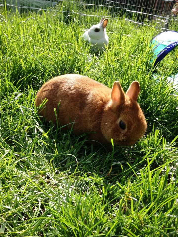 Kaninchen im Aussengehege