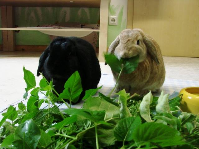 Kaninchen und gruenes Futter
